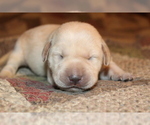 Small Photo #6 Labrador Retriever Puppy For Sale in LOVELADY, TX, USA