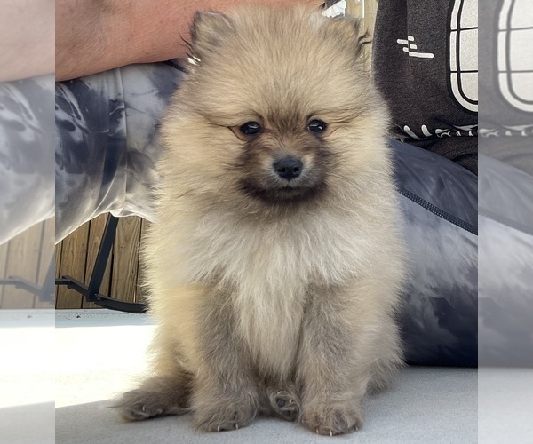 Medium Photo #4 Pomeranian Puppy For Sale in PERKINS, OK, USA