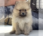 Small Photo #4 Pomeranian Puppy For Sale in PERKINS, OK, USA