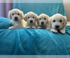 English Cream Golden Retriever Puppy for Sale in CHANDLER, Arizona USA