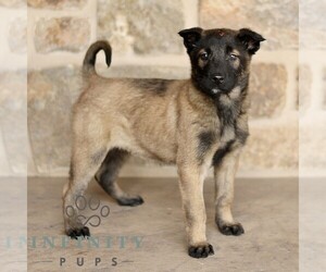 Belgian Malinois Puppy for sale in NEW HOLLAND, PA, USA