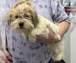 Small Mutt