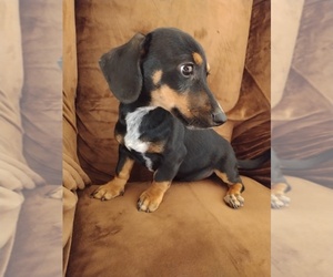 Chiweenie Puppy for sale in CANTON, GA, USA