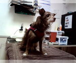 KODA - Male Chihuahua Dog for Adoption - Small photo