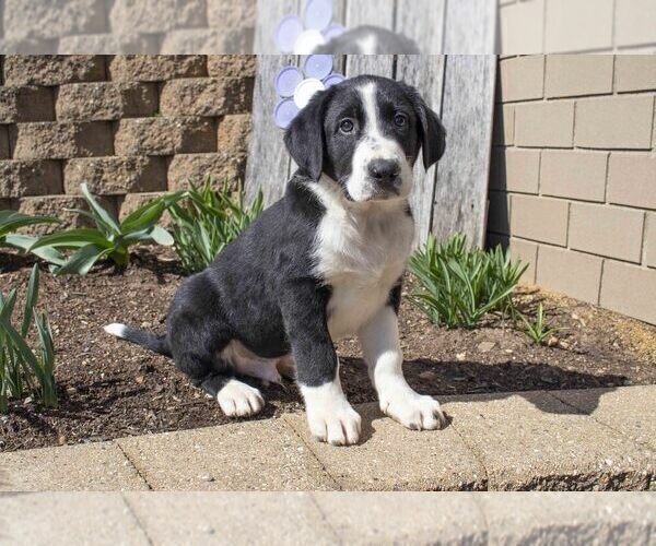 Medium Photo #3 Labrador Retriever-Mutt Mix Puppy For Sale in SUGARCREEK, OH, USA