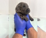 Puppy Ms Orange Newfoundland