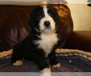 Bernedoodle Puppy for sale in MIDDLEBURG, VA, USA