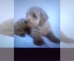 Father of the Bichpoo puppies born on 04/10/2025