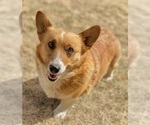 Small Photo #1 Pembroke Welsh Corgi Puppy For Sale in COLORADO SPRINGS, CO, USA