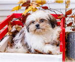 Small #6 Shih Tzu