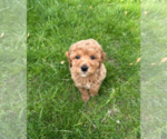 Small #7 Goldendoodle (Miniature)