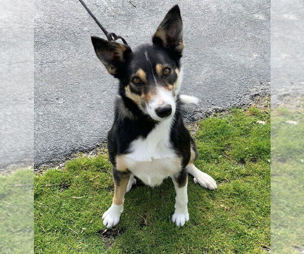 Medium Photo #1 Border Collie-Unknown Mix Puppy For Sale in Elmsford, NY, USA
