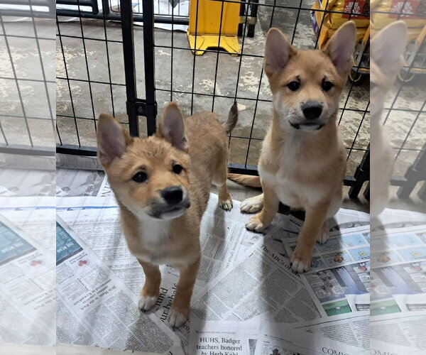 Medium Photo #1 Shiba Inu Puppy For Sale in Mukwonago, WI, USA