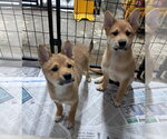 Small Shiba Inu