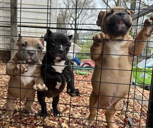 American Bully Puppy for Sale in JACKSONVILLE, Illinois USA