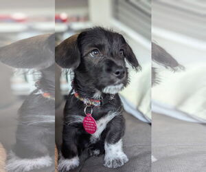 Maltese-Unknown Mix Dogs for adoption in Bellevue, WA, USA