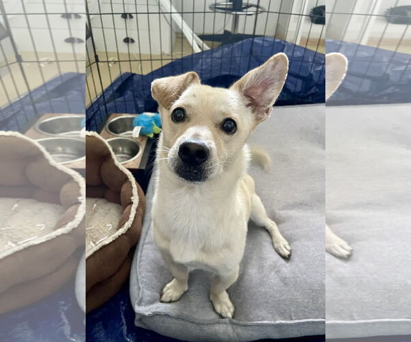 Medium Photo #2 Dorgi Puppy For Sale in Mission Viejo, CA, USA