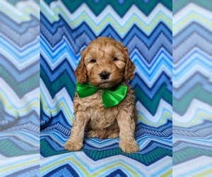 Cock-A-Poo Puppy for sale in KIRKWOOD, PA, USA