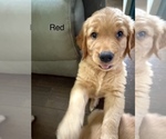 Puppy red Golden Retriever