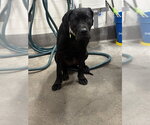 COCO - Female Mutt Dog for Adoption - Small photo