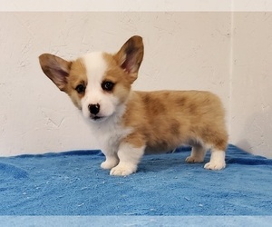 Pembroke Welsh Corgi Puppy for sale in CLARK, MO, USA