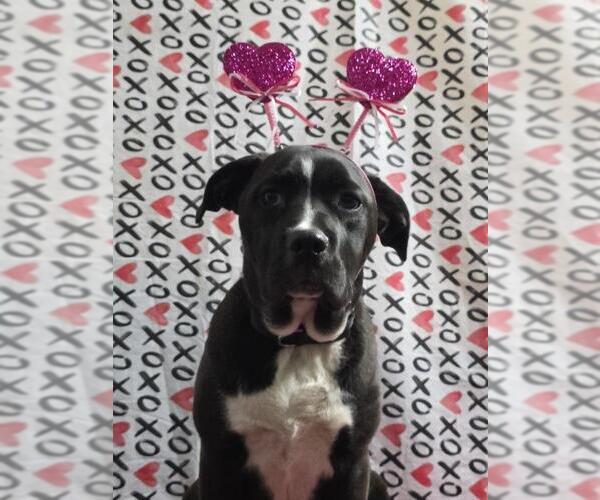 Medium Photo #10 Boxer-Unknown Mix Puppy For Sale in Kankakee, IL, USA