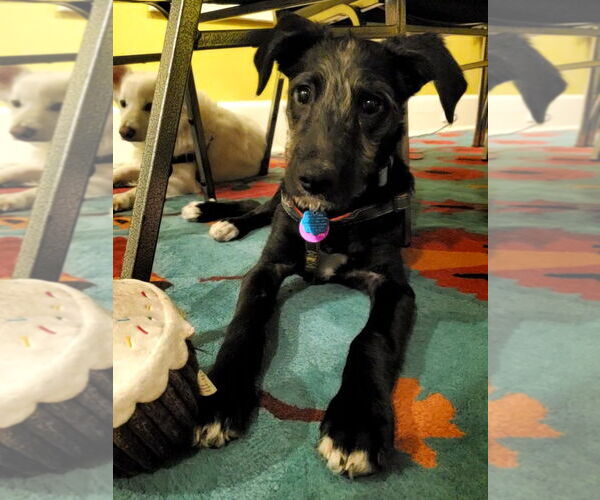 Medium Photo #2 Mutt Puppy For Sale in Bellevue, WA, USA
