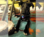 Small #1 Mutt