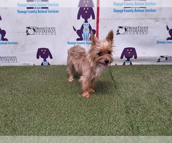 Medium Photo #1 Mutt Puppy For Sale in Orlando, FL, USA