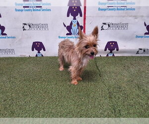 Mutt Dogs for adoption in Orlando, FL, USA
