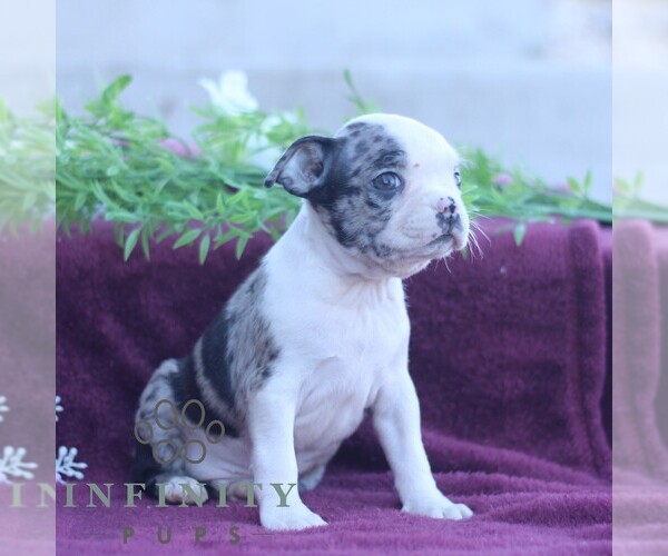 Medium Photo #4 Boston Terrier Puppy For Sale in PORT ROYAL, PA, USA