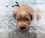 Puppy Mr Royal Blue Goldendoodle