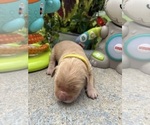 Small #7 Golden Retriever