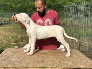 Dogo Argentino Puppy for sale in Cluj-Napoca, Cluj, Romainia