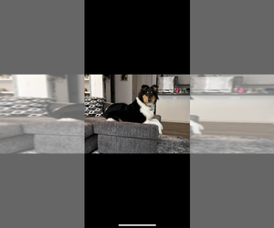 Collie Puppy for sale in LITTLETON, CO, USA