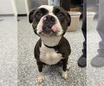 Small #1 Bulldog Mix