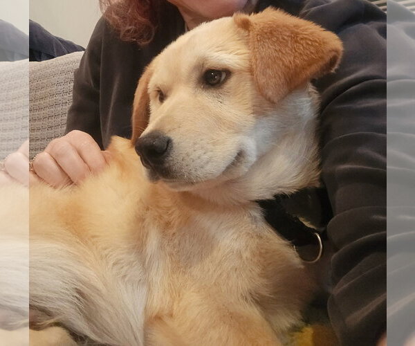 Medium Photo #3 Golden Pyrenees Puppy For Sale in Brooklyn Center, MN, USA