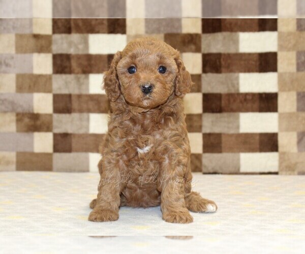 Medium Photo #3 Cavapoo (Miniature) Puppy For Sale in DENVER, PA, USA