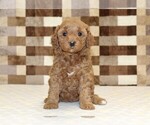 Small #2 Cavapoo (Miniature)