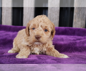 Goldendoodle (Miniature) Puppy for sale in BLOOMINGTON, IN, USA