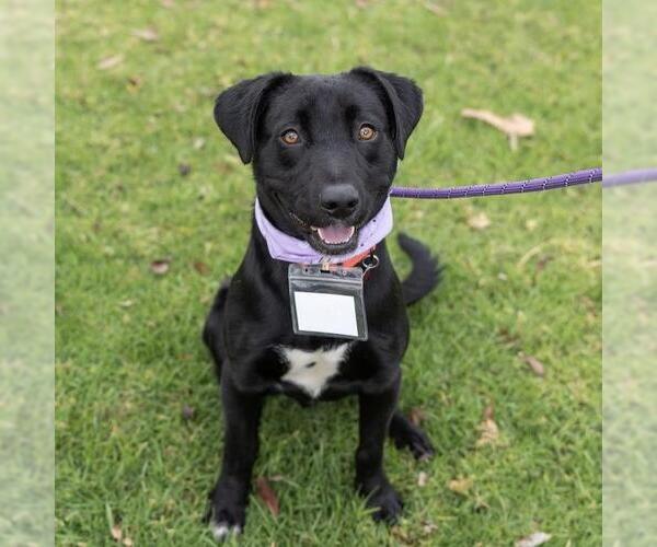 Medium Photo #1 Labrador Retriever-Unknown Mix Puppy For Sale in San Diego, CA, USA