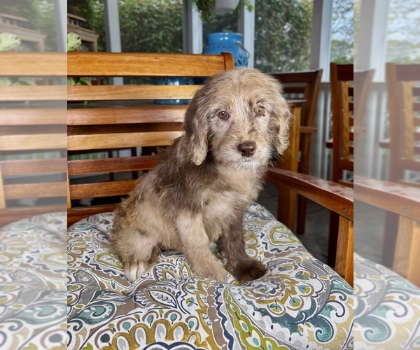 Medium Photo #1 Labradoodle Puppy For Sale in NOBLESVILLE, IN, USA