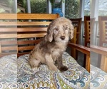 Image preview for Ad Listing. Nickname: Lilly