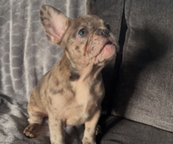 Medium Photo #14 French Bulldog Puppy For Sale in ANTIOCH, CA, USA