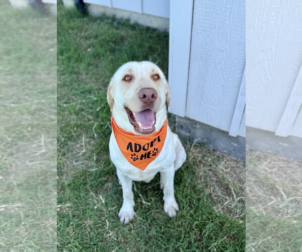 Medium Photo #1 Labrador Retriever Puppy For Sale in McKinney, TX, USA