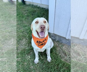 Labrador Retriever Dogs for adoption in McKinney, TX, USA
