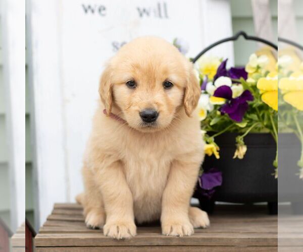 Medium Photo #1 Golden Retriever Puppy For Sale in MORGANTOWN, PA, USA