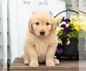 Golden Retriever Puppy for Sale in MORGANTOWN, Pennsylvania USA