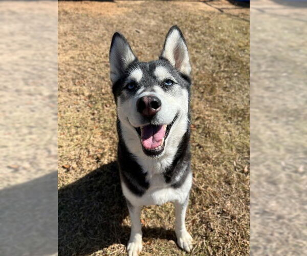 Medium Photo #1 Siberian Husky Puppy For Sale in Augusta, GA, USA
