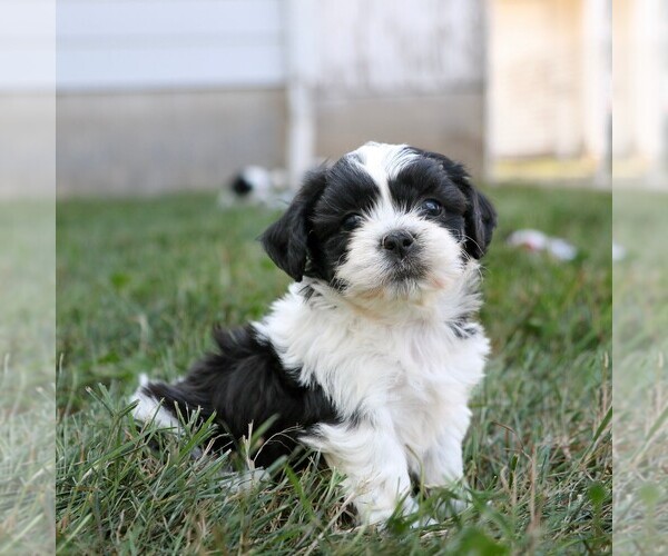 Medium Photo #4 Zuchon Puppy For Sale in ARTHUR, IL, USA